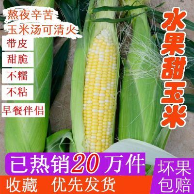 云南高山水果玉米新鲜现摘可生吃甜玉米棒子水果苞谷蔬菜产地批发