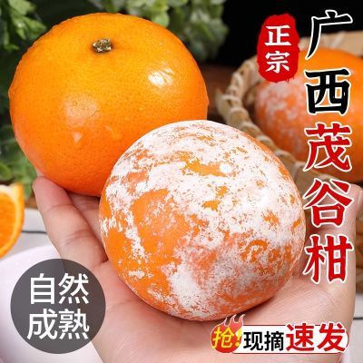 正宗广西茂谷柑脏脏柑石灰柑新鲜水果2/5/9斤薄皮橘子当季大沃柑