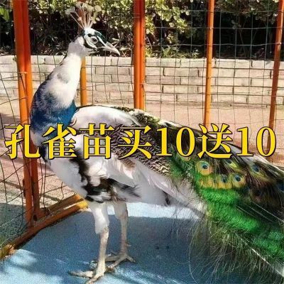 孔雀幼苗幼崽活体活物大小家养活包活包邮送达孔雀幼苗活体10送10