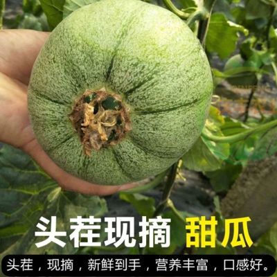 现摘现发山东绿宝石水果包邮水果脆瓜绿宝石