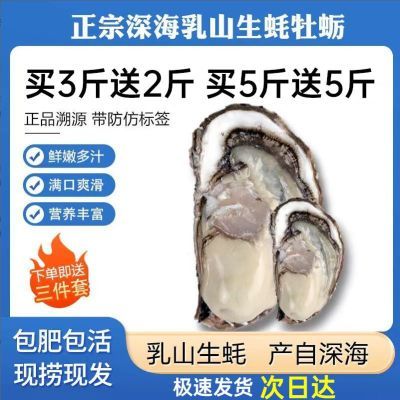特价包邮乳山生蚝鲜活新鲜海蛎子10特大海鲜牡蛎肉水产5斤批发价