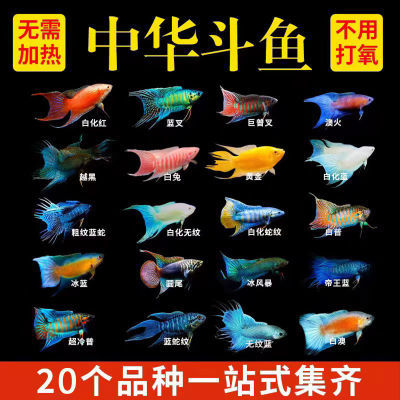 中国斗鱼活体活鱼冷水淡水观赏鱼鱼苗耐养不打氧小型鱼好养活巨普