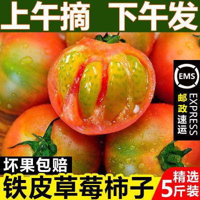 【批发价】正宗丹东铁皮西红柿新鲜当季孕妇水果碱地草莓柿子番茄