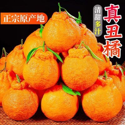 四川蒲江不知火丑橘清脆多汁现摘现发新鲜水果丑八怪橘子正宗丑橘