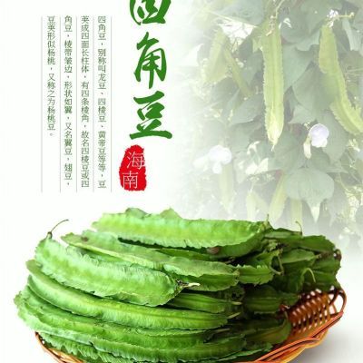 海南当季新鲜蔬菜四角豆四棱豆龙豆5/3/2/1斤装现摘现发直发包邮