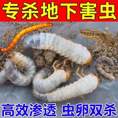 【土壤灭虫】地下害虫蛴螬根蛆蝼蛄潮虫蜈蚣爬虫菜地通用