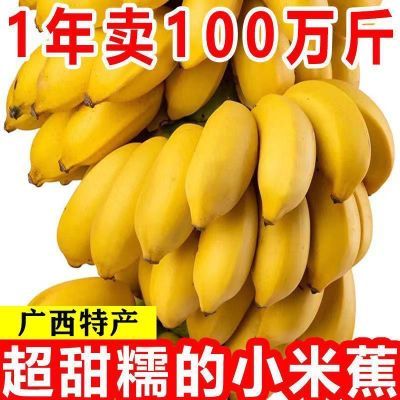 【批发价】广西小米蕉批发高山薄皮正宗甜香蕉新鲜水果纯天然