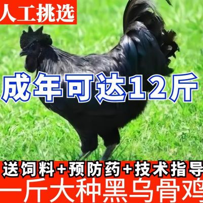 纯种一斤五黑鸡苗一斤绿壳蛋鸡活苗青年鸡乌骨鸡下蛋五黑鸡母鸡苗