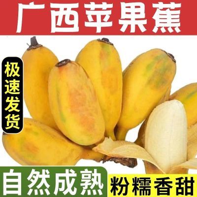 【首单壹折】广西苹果蕉批发正宗甜香蕉新鲜水果纯天然甜糯当季薄