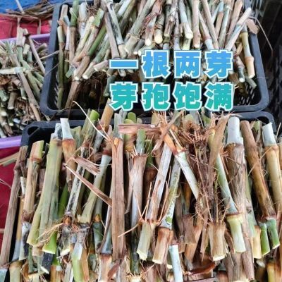 甜象草3号100芽无毛