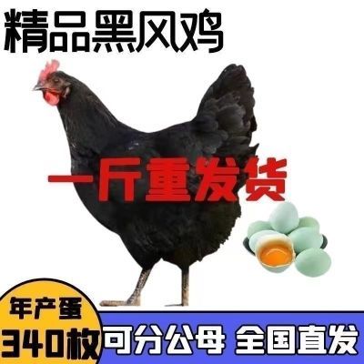 一斤黑凤青年鸡产蛋王绿壳蛋鸡小鸡仔散养五黑鸡绿蛋活物黑凤鸡