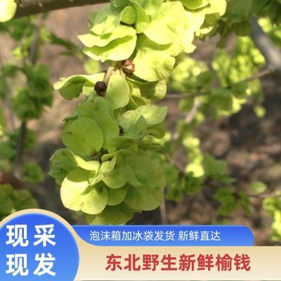 产地直发野生新鲜榆钱现采现发农家野菜窝窝头蒸榆钱饭饼榆树钱儿【3天内发货】