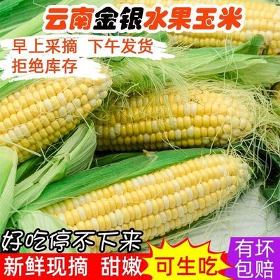 【超甜爆浆】云南水果玉米新鲜即食低脂甜脆玉米非转基因双色玉米