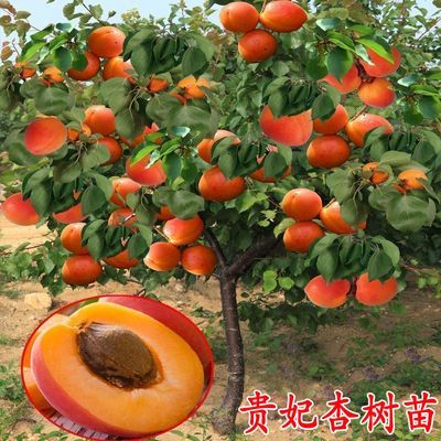 红杏树苗嫁接新品种耐寒特大贵妃杏甜核南方北方盆栽地栽当年结果