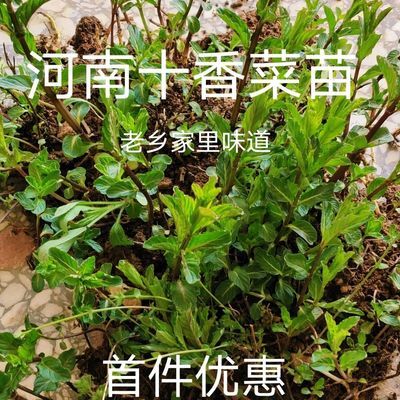 河南老家小叶十香菜驱蚊石香菜盆栽捞面条神器食香苗小叶新鲜