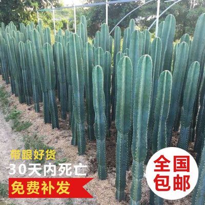 量天尺龙骨仙人掌懒人多肉植物好养仙人柱沙漠景观造景量天尺带根