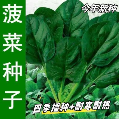 大叶菠菜种子四季易种原生态菠菜籽种子抗病耐热耐寒越冬蔬菜种子