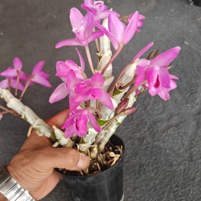 麝香石斛 浓香型花期长稀缺品种 紫红色花花 可食用 原盆原土发货