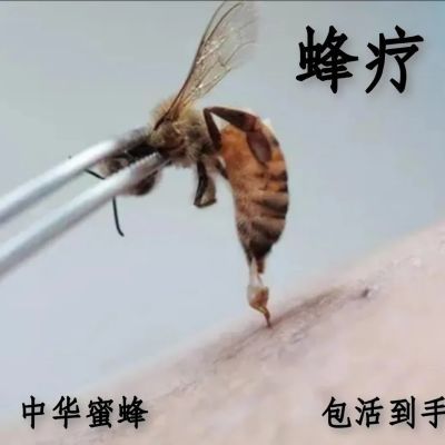 蜂疗专用 优质中华蜜蜂 20只 120只 300只 蜂毒适中 中蜂