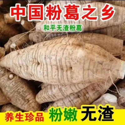 【粉糯香甜】正宗广西藤县葛根新鲜现根整挖无渣生粉天然葛箱批发