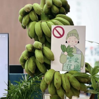 【禁止蕉绿】整串带杆芭蕉花办公室水培小米蕉新鲜连果插花绿植