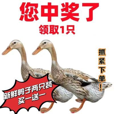 正宗散养老鸭青年鸭农家散养现杀土鸭水鸭麻鸭新鲜鸭子肉整只