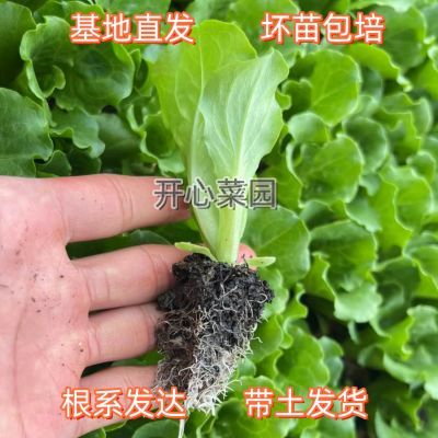 意大利生菜秧苗脆甜生菜蔬菜苗阳台庭院田园四季可种懒人蔬菜秧苗