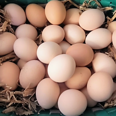 苏北土鸡蛋新鲜农家笨鸡蛋正宗散养草鸡蛋50枚孕妇月子儿童营养蛋