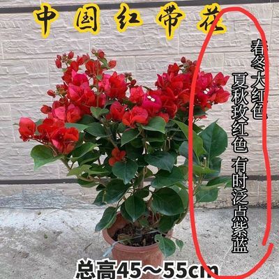 三角梅中国红潮州红大苗懒人庭院勤花耐寒四季开花爬藤带花发货