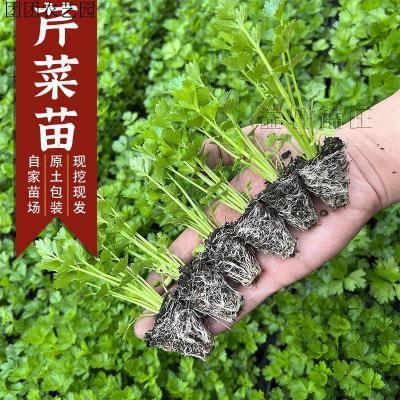 皇后西芹四季西芹皇后西芹种子秋季盆栽阳台蔬菜种籽幼苗秧苗带土【9月28日发完】