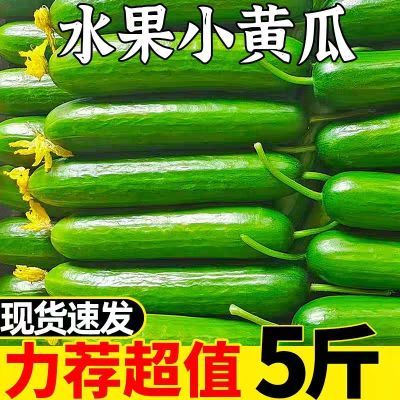 【首单立减】新鲜现摘水果小黄瓜当季绿心脆黄瓜新鲜小黄瓜1/5斤