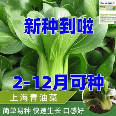 小青菜籽上海青种子四季油菜种孑冬天矮脚黑叶苏州青种子蔬菜种籽