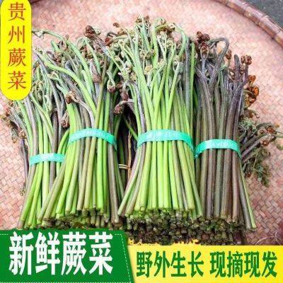 贵州大山野生蕨菜新鲜现摘龙爪菜甜蕨菜应季野菜野生蕨菜现摘包邮