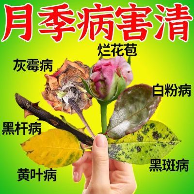 月季花病害专用月季枯枝病白粉病新芽干枯萎焉黄叶不生长抗病杀菌