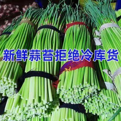 【极速发货】2024蒜苔新鲜现货红帽蒜苔现摘现发当季新货蒜台