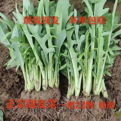 正宗广西博白甜麦菜当季容易带泥绿色软口冬季栽新鲜蔬菜四季