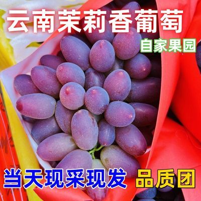 【包邮】云南茉莉香香甜新鲜当季水果孕妇小孩都可吃整箱无籽葡萄
