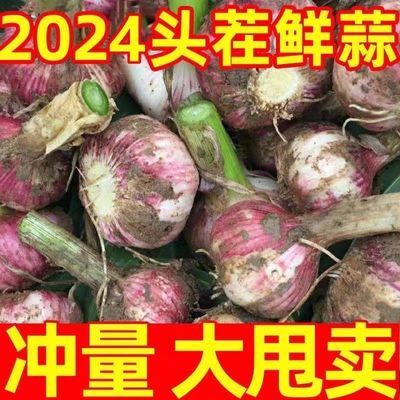 【特价】2024新蒜山东紫皮大蒜头腌制糖蒜醋蒜新鲜蒜红皮大蒜批发