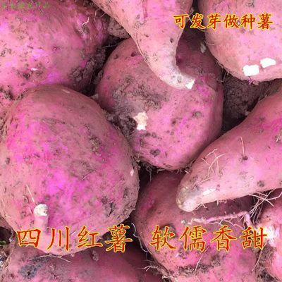 四川老品种白心黄心红薯新鲜现挖红皮白薯地瓜软儒香甜泥沙地番薯