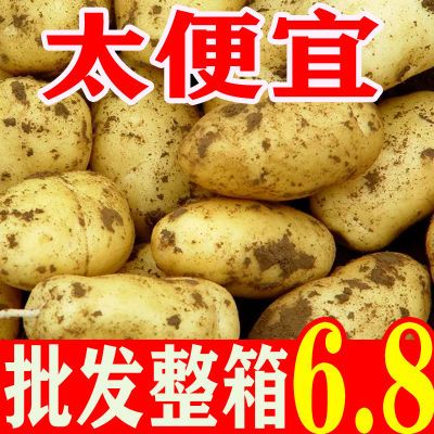 【已拼100万+】云南黄皮土豆新鲜洋芋芋头马铃薯应季蔬菜整箱批发