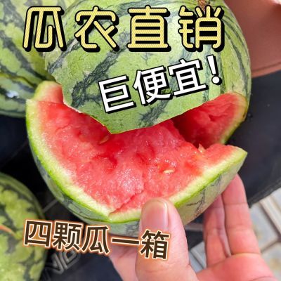 瓜农直销正宗2k早春红玉西瓜手剥小糖丸一箱3-4瓜现摘现发