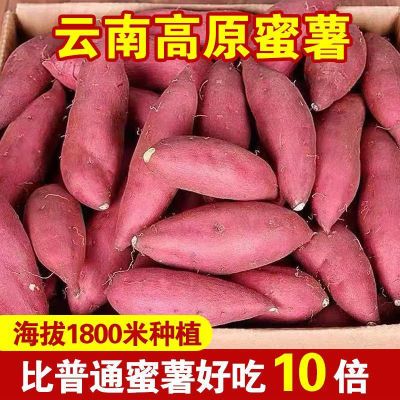 老品种红蜜薯红薯红心番薯板栗沙地种植软糯香甜烤地瓜3/5/9斤