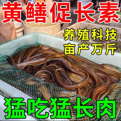 黄鳝养殖生长饲料水产生长素催长猛长浓缩有机增肥开胃诱食早上市