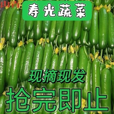 现摘寿光荷兰水果黄瓜新鲜迷你生吃新鲜脆嫩无添加孕妇一整箱包邮