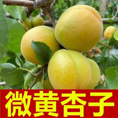 【怕酸勿拍】微黄杏子5斤山西大黄杏新鲜水果杏子孕妇酸水果【5