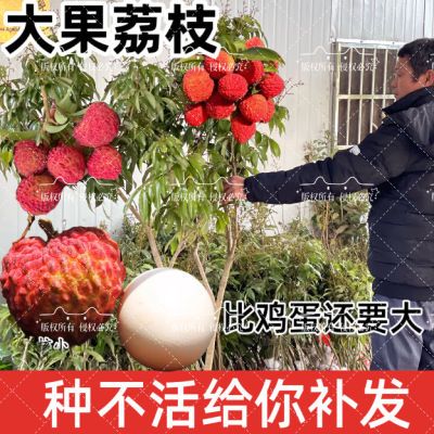 【带土发货】广西荔枝苗无核妃子笑桂味荔枝苗带土南北方种植果树