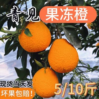 【聚兴园】四川青见柑橘果冻橙非丑橘包邮彩箱现摘发5/10斤