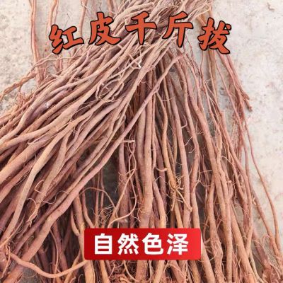 广西红皮千斤拨一条根钉地根千斤称吊马桩 金牛尾550克-千斤
