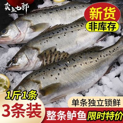 卖鱼七郎海鲈鱼1斤1条装深海七星鱼冷冻生鲜鱼类海鲜水产烧烤食