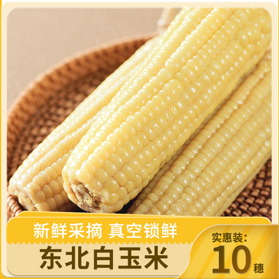 【热销】糯玉米东北特产新鲜非转基因白糯玉米白玉米棒粘苞米